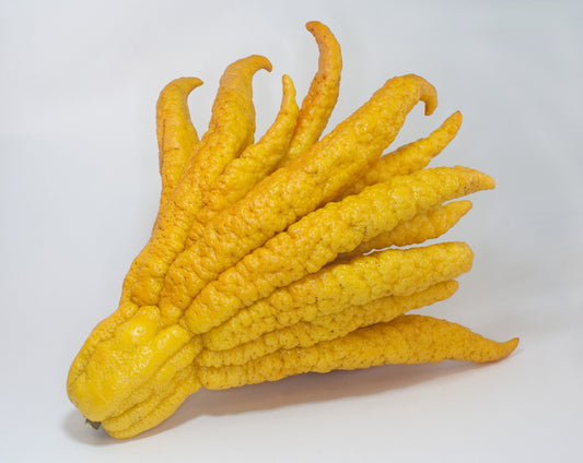 Yellow Finger Citron Fruit Seeds Planting heirloom non-gmo organic garden seeds