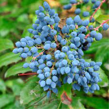 Oregon Grape Holly Fruit Vine (Mahonia aquifolium) Seeds
