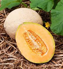 Yellow Galia Melon Vegetable Seeds Planting Sweet