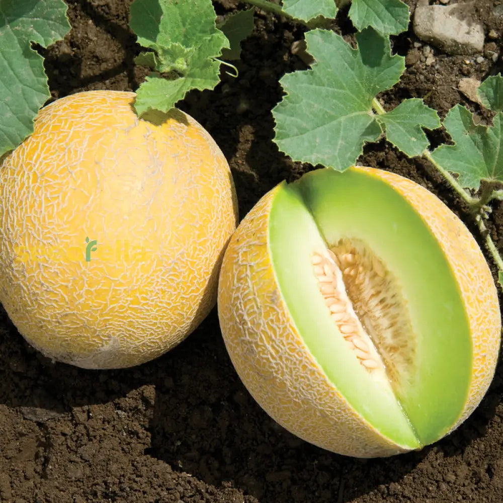 Yellow Galia Melon Seeds For Planting heirloom non-gmo organic garden seeds