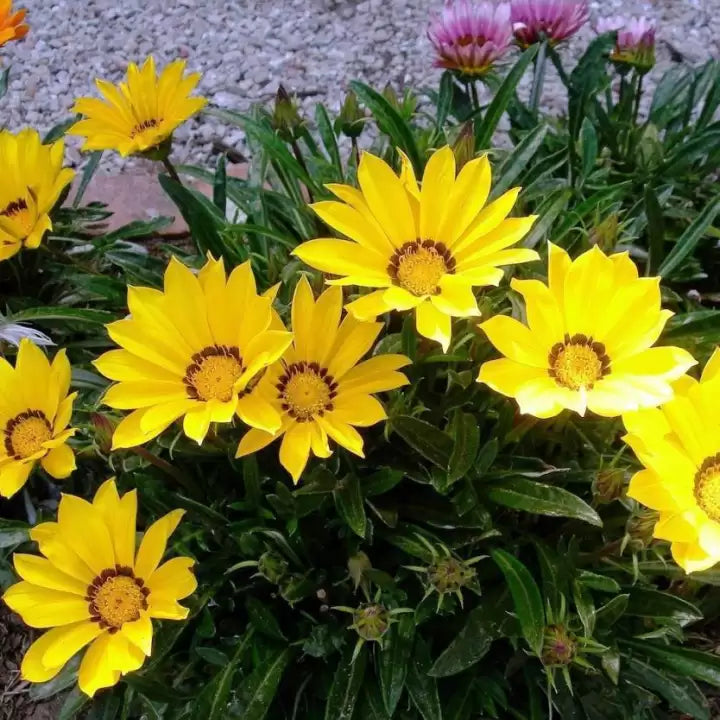 Yellow Gazania Flower Seeds for Planting