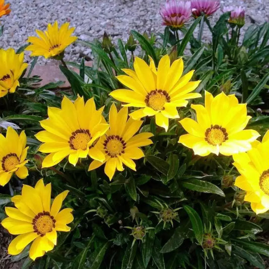 Yellow Gazania Flower Seeds for Planting
