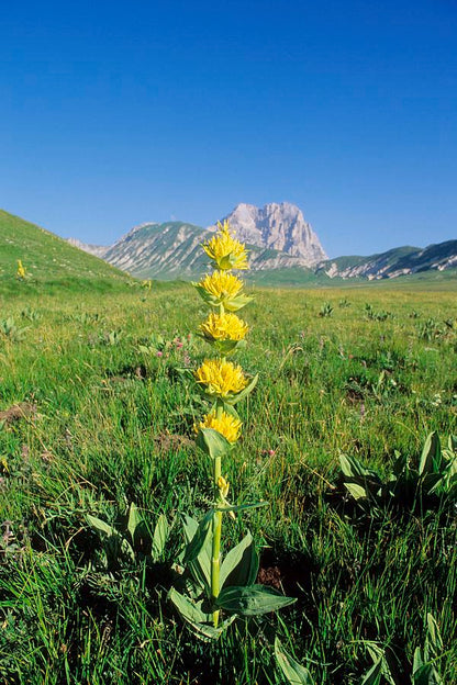 大黄竜胆（Gentiana lutea）薬草と花の種