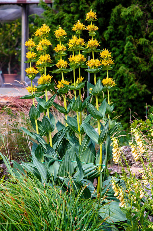 Great Yellow Gentian Gentiana Lutea Herb & Flower Seeds heirloom non-gmo organic garden seeds
