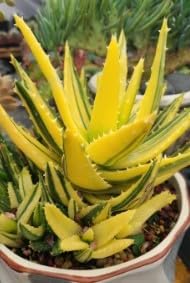 Yellow Green Aloe Planting Seeds heirloom non-gmo organic garden seeds