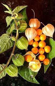 Pineapple Tomatillo (Physalis ixocarpa) Yellow Ground Cherry Fruit Vine Seeds