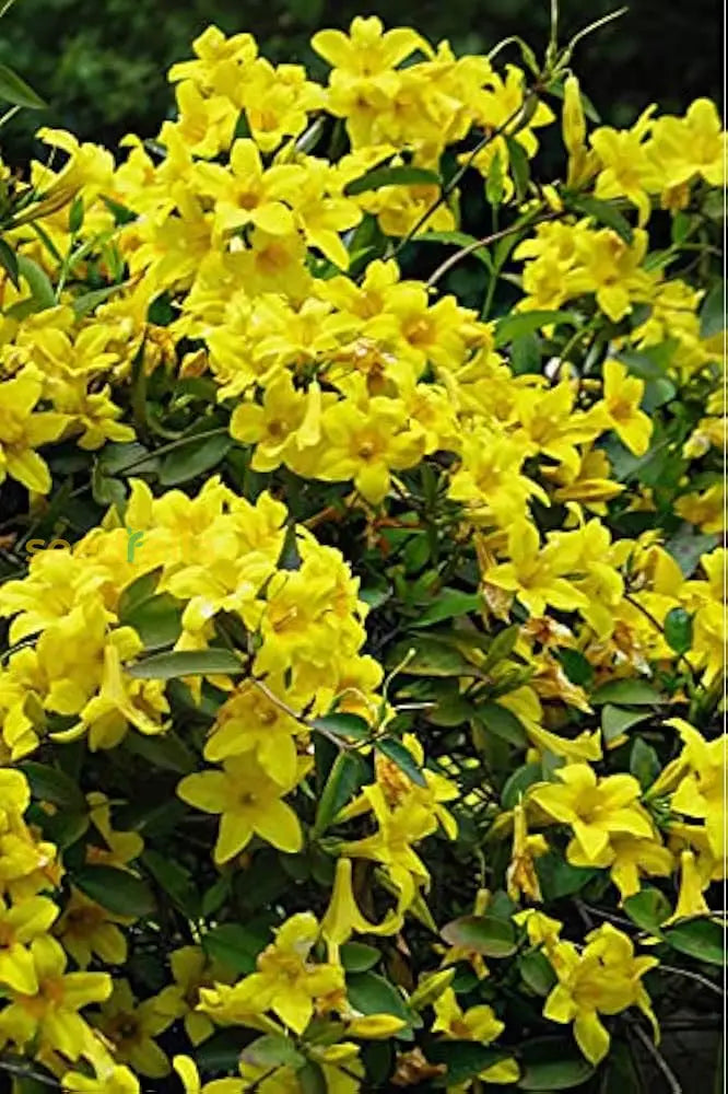 Yellow Jasminum Sambac Seeds For Planting  Fragrant Garden Flowers Flower