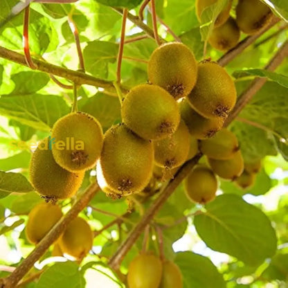 Yellow Kiwi Fruit Seeds Planting Guide