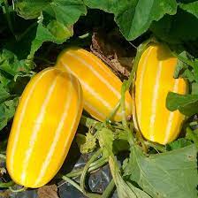 Yellow Korean Melon Seeds Planting Pack heirloom non-gmo organic garden seeds
