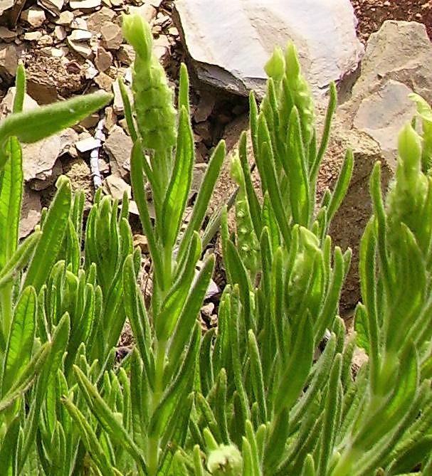 Yellow Lavender (Lavandula viridis) Canary Island, Green, White, Spanish, Portuguese, Madeira, Lemon Fragrant Flower Herb Seeds