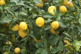 Yellow Lemon Fruit Seeds Planting Citrus heirloom non-gmo organic garden seeds
