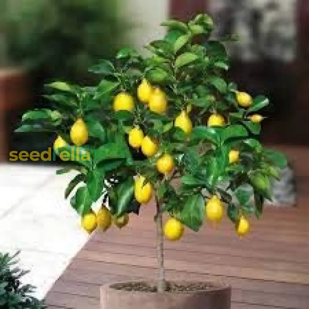 Lemon Seeds For Planting Yellow Fruit Variety heirloom non-gmo organic garden seeds