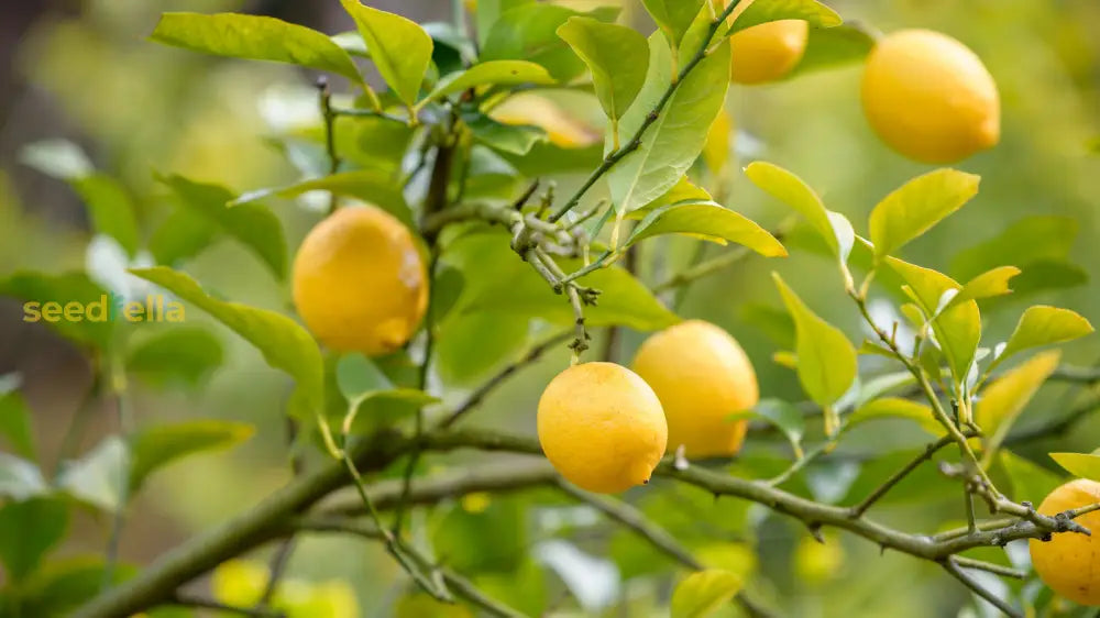 Yellow Citrus Lemon Tree Seeds for Planting - Grow Fresh Lemons at Home