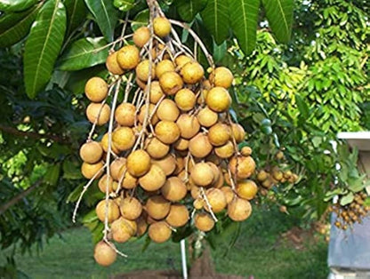 Yellow Dimocarpus Fruit Seeds for Sweet Planting"