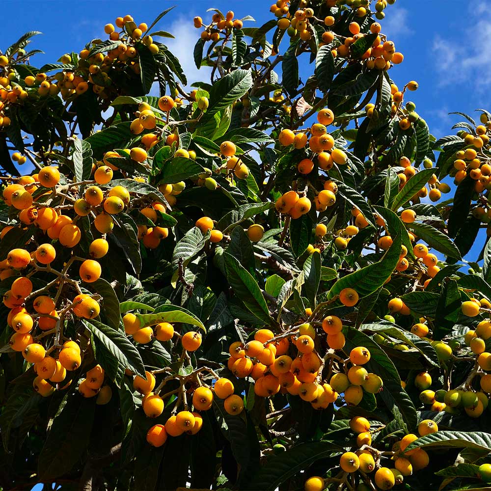 Yellow Loquat Fruit Seeds Planting Guide heirloom non-gmo organic garden seeds