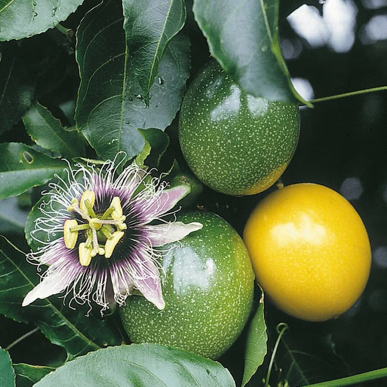 Yellow Maracuja Fruit Seeds Planting heirloom non-gmo organic garden seeds