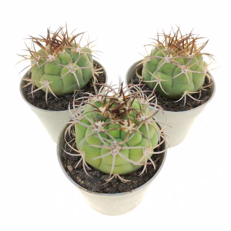 黄色のマルケジイ植物の種 植え付け 耐寒性