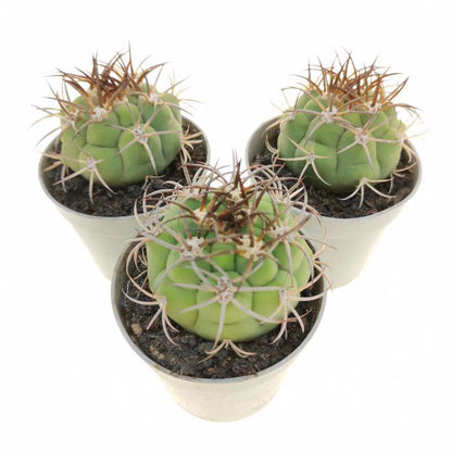 黄色のマルケジイ植物の種 植え付け 耐寒性