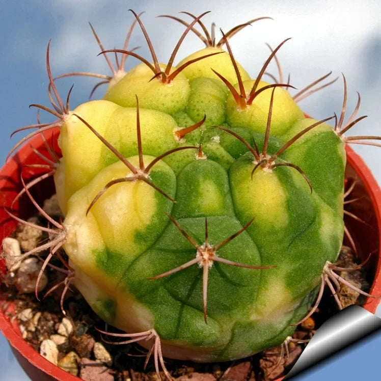 Yellow Marquezii Plant Seeds Planting Hardy heirloom non-gmo organic garden seeds