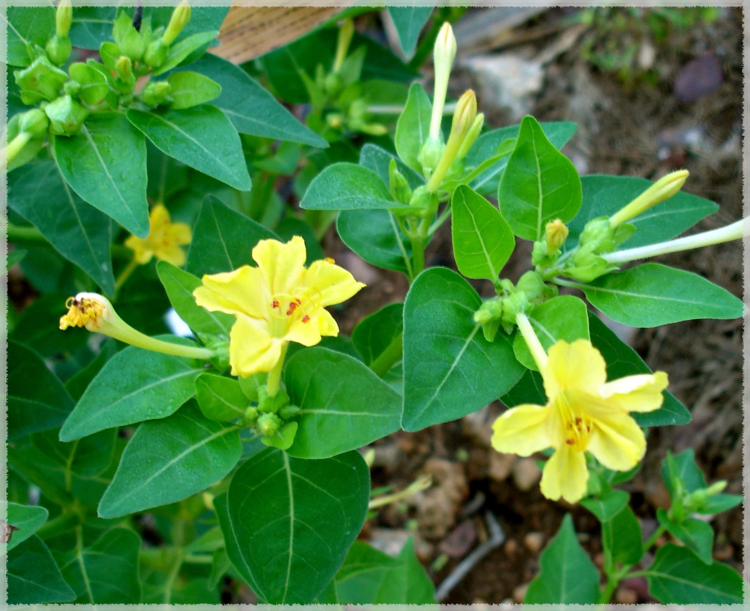 Yellow Mirabilis Flower Seeds for Bright Garden Planting