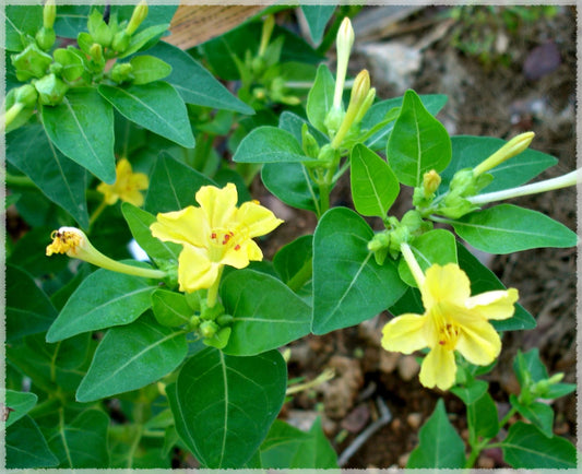Yellow Mirabilis Flower Seeds for Bright Garden Planting