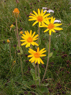 Mountain Arnica (Arnica montana) Wolf's Bane Yellow Flower Herb Seeds