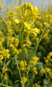 Yellow Mustard (Brassica juncea) Vegetable Herb Seeds
