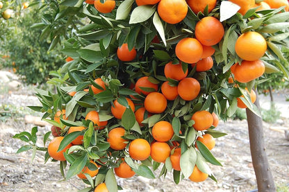 Yellow Orange Fruit Seeds Planting heirloom non-gmo organic garden seeds