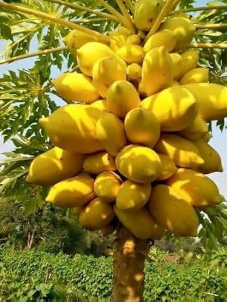 Yellow Papaya Fruit Seeds Planting Tropical heirloom non-gmo organic garden seeds