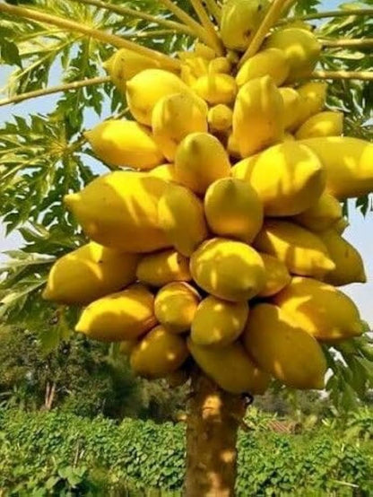 Yellow Papaya Fruit Seeds Planting Tropical heirloom non-gmo organic garden seeds