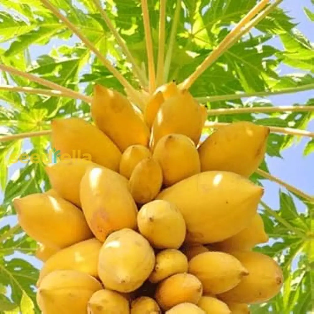 Yellow Papaya Seeds For Planting Grow Delicious Fruit At Home heirloom non-gmo organic garden seeds
