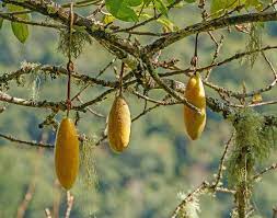 Yellow Passiflora Mollissima Fruit Seeds Planting heirloom non-gmo organic garden seeds