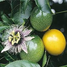 Sweet Granadilla (Passiflora ligularis) Yellow Passionfruit – Huge Purple & White Flower Yellow-Orange Fruit Vine Seeds