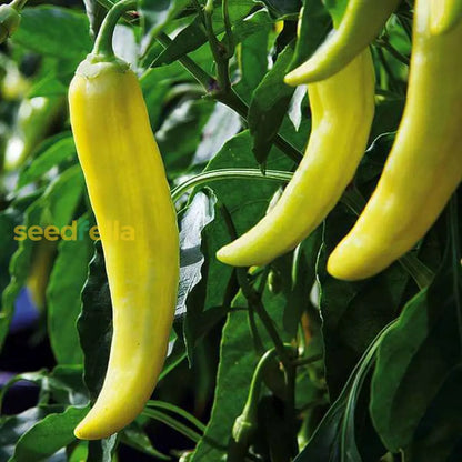 Yellow Pepper Vegetable Seeds For Planting heirloom non-gmo organic garden seeds