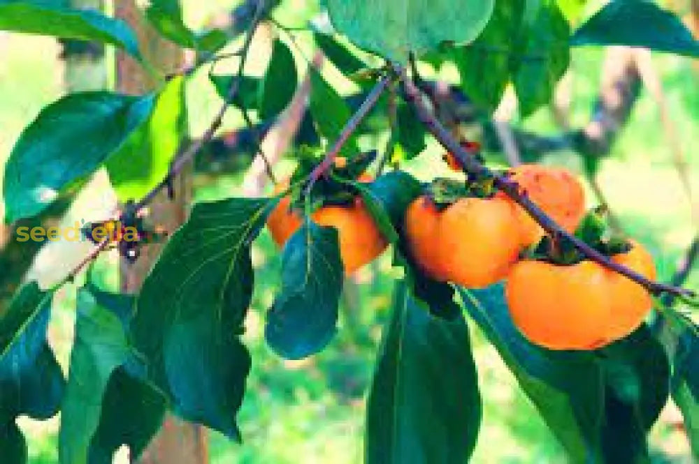 Yellow Persimmon Tree Seeds For Planting Grow Your Own Delicious Fruit heirloom non-gmo organic garden seeds