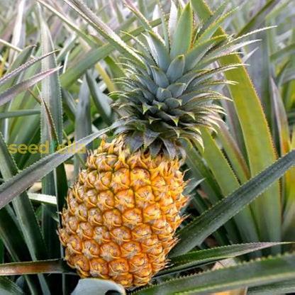 Yellow Pineapple Fruit Seeds For Home Planting heirloom non-gmo organic garden seeds