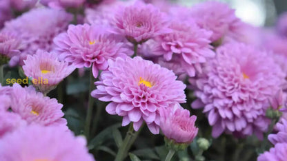 Yellow Pink Chrysanthemum Flower Seeds For Planting