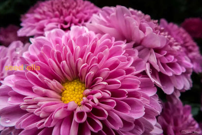 Yellow Pink Chrysanthemum Flower Seeds For Planting