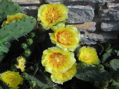 Yellow Prickly Pear Cactus Nopal Opuntia Ficus Indica Flower Seeds heirloom non-gmo organic garden seeds