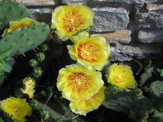 Yellow Prickly Pear Cactus Nopal Opuntia Ficus Indica Flower Seeds heirloom non-gmo organic garden seeds