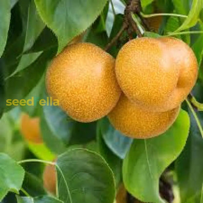 Yellow Pyrus Pyrifolia Fruit For Planting Seeds For Thriving Orchards And Sweet Treats heirloom non-gmo organic garden seeds