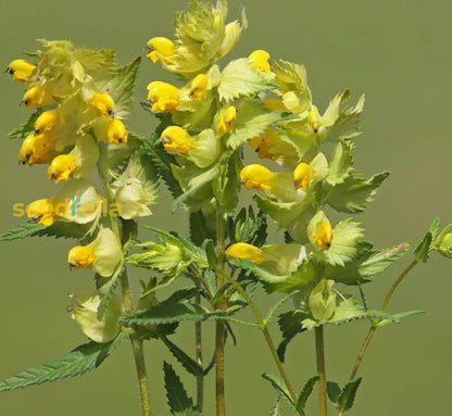 Yellow Rattle Flower Seeds For Planting