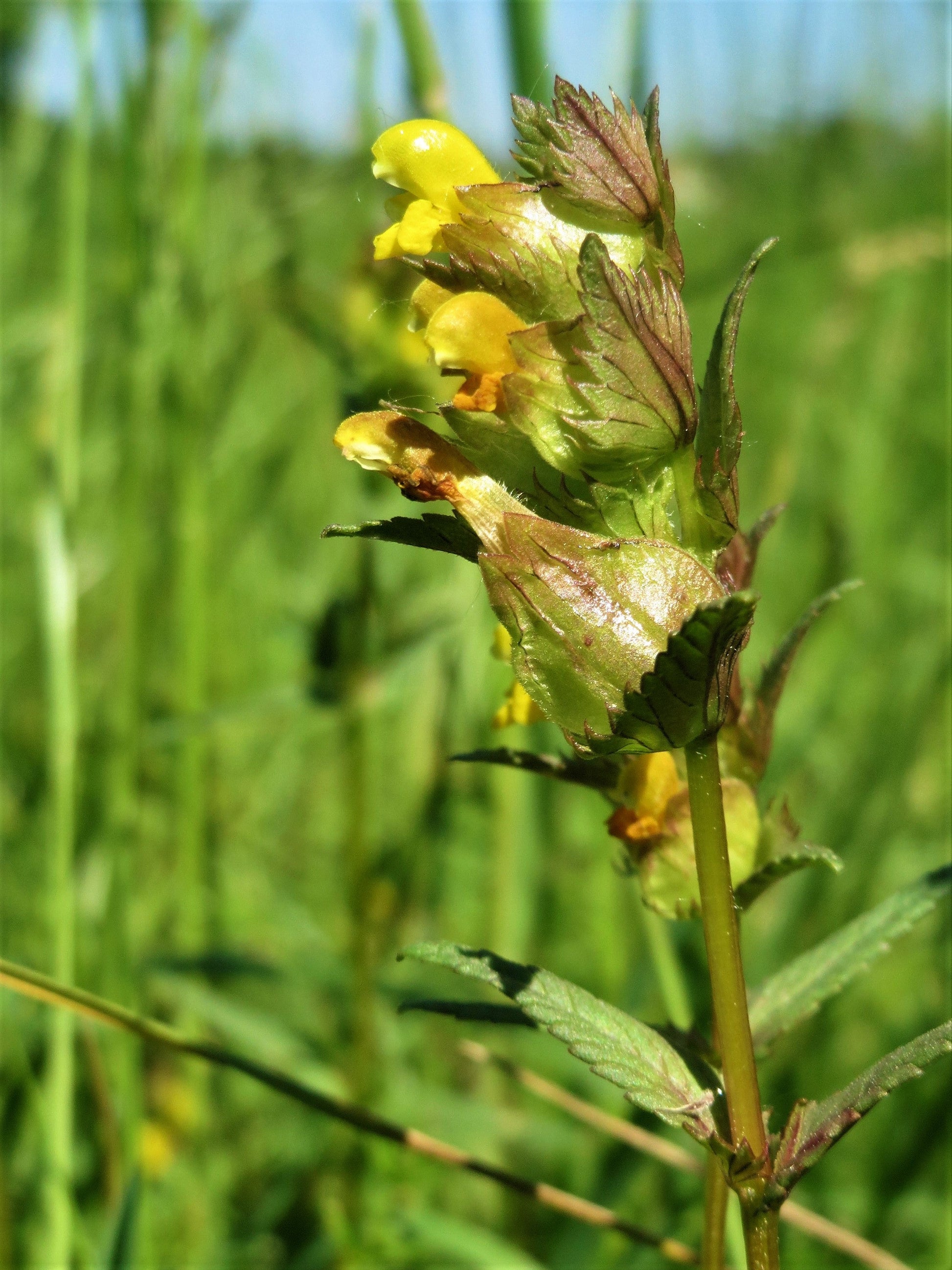 Yellow rattle Rhinanthus seeds wildflower garden