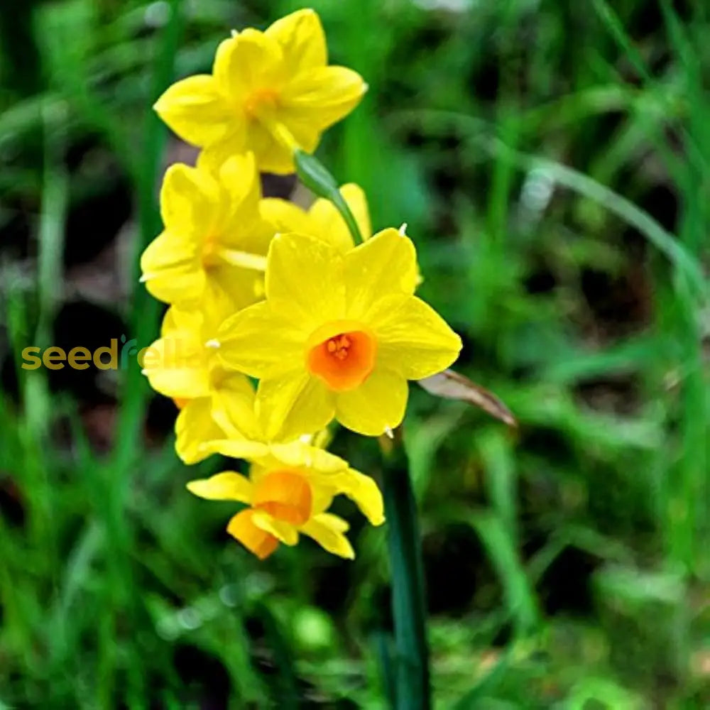 Yellow Red Daffodil Seeds For Planting  Bright Perennial Flowers Flower