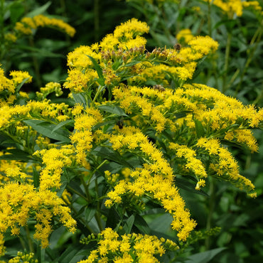 Yellow Solidago Flower seeds for Planting - Hardy Variety, Heirloom & GMO Free Seeds for Home Garden