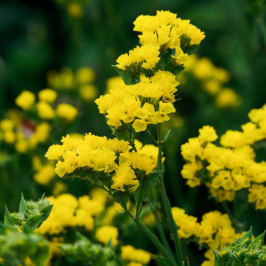 Yellow Statice Flower Seeds for Planting
