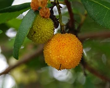 Yellow Strawberry Fruit Seeds: Arbutus Unedo Planting heirloom non-gmo organic garden seeds