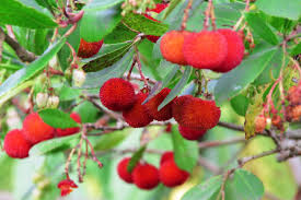 Yellow Strawberry Fruit Seeds: Arbutus Unedo Planting
