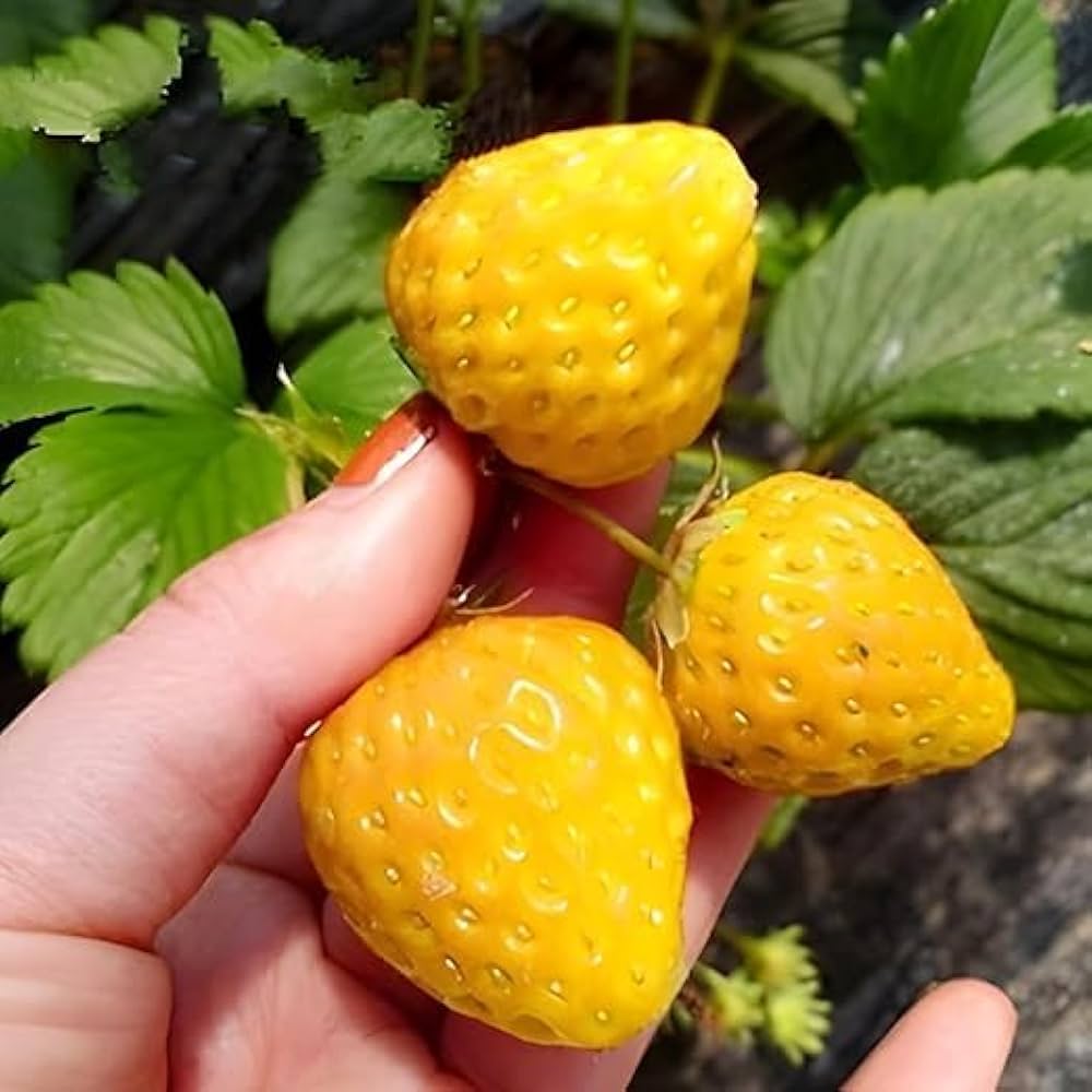 Yellow Strawberries Fruit Seeds Planting For Delicious Homegrown Treats Seed For Flavorful heirloom non-gmo organic garden seeds