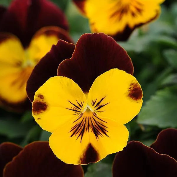 Yellow Trichromatic Pansy Seeds for Garden Planting
